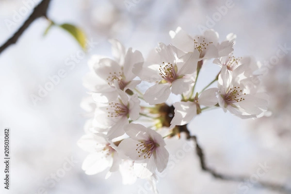 Fototapeta 宮島の桜
