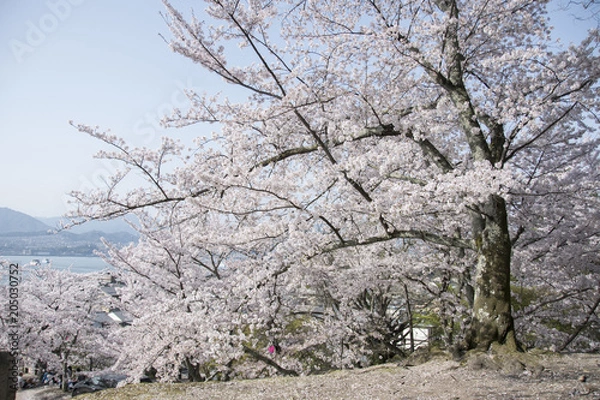 Fototapeta 宮島の桜
