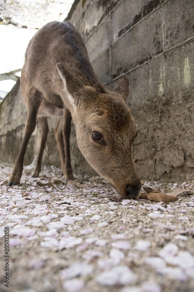 Fototapeta 宮島の桜と鹿
