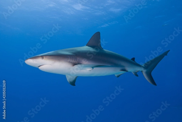 Fototapeta Caribbean reef shark bottom up from the side in clear blue water