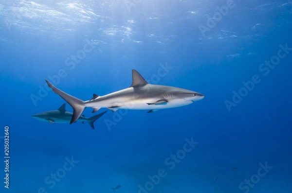Obraz Caribbean reef shark in clear blue water with other sharks and sun in the background