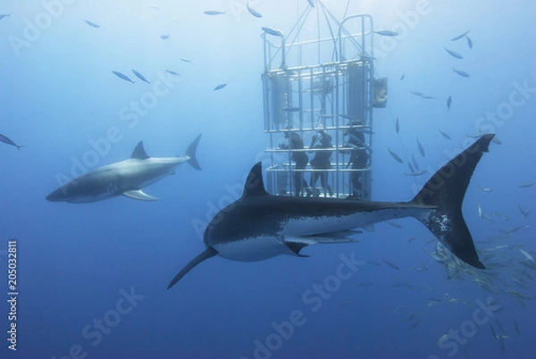 Fototapeta Great white sharks in front of a diving cage with scuba divers