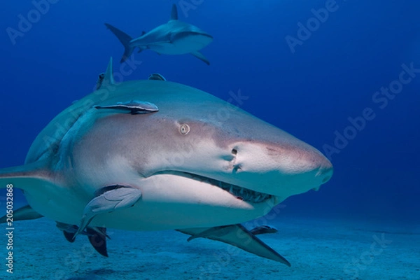Fototapeta Lemon shark from the front showing sharp rows of teeth