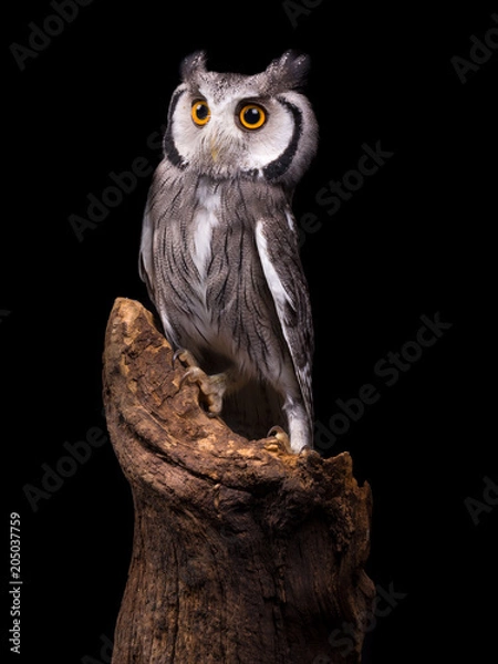 Obraz African White Faced Owl isolated