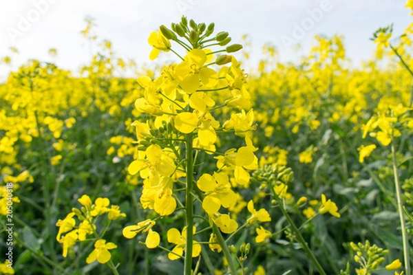 Obraz Rapsfeld - Raps im Sommer