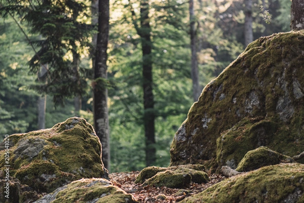 Fototapeta Forest details, rock and woods.