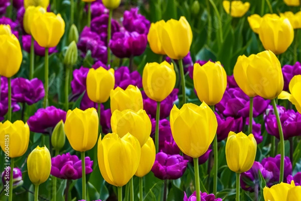 Fototapeta 美しいチューリップの花