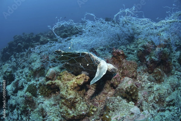 Fototapeta Dead Sea Turtle entangled in a fishing net and strangled to death / Ocean Environmental Destruction / Marine Protection