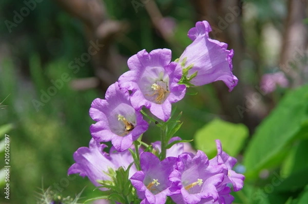 Fototapeta カンパニュラ