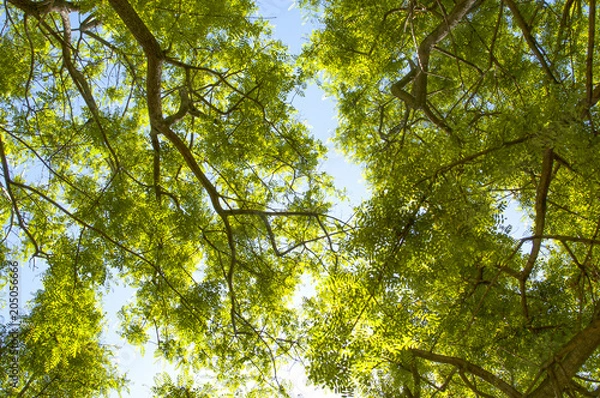 Obraz Techo del bosque