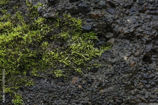 Obraz 苔の付いた岩肌