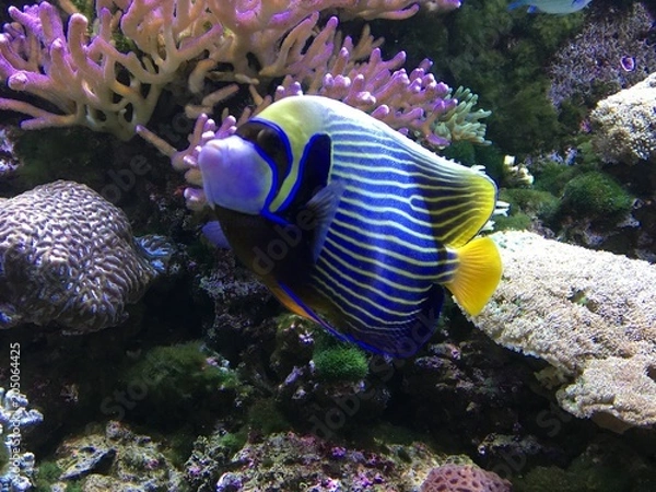 Obraz Emperor angelfish (Pomacanthus imperator) on background of the reef