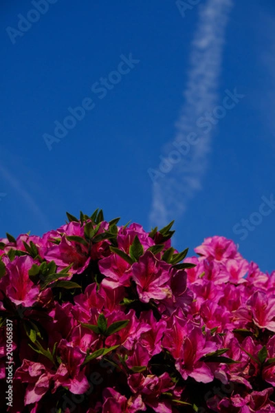 Fototapeta つつじと空