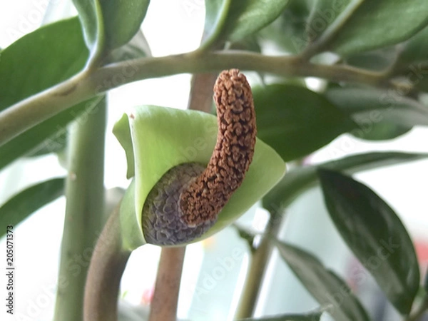 Obraz Exoic pflanze, grün, macro, einzigartig