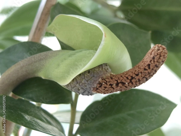 Obraz Exotic grüne pflanze, macro