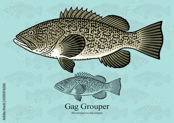 Fototapeta Gag Grouper. Ilustracja wektorowa z dopracowanymi szczegółami i zoptymalizowanym obrysem, która umożliwia wykorzystanie obrazu w małych rozmiarach (w projektowaniu opakowań, dekoracji, grafikach edukacyjnych itp.)
