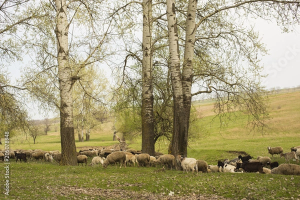 Obraz A herd of goats and sheep.  Animals graze in the meadow. Mountain pastures of Europe.