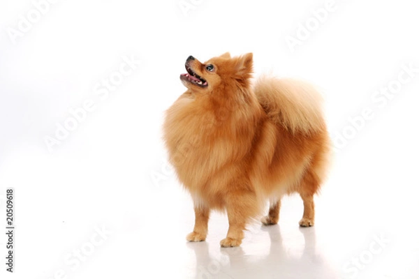 Obraz Spitz-dog in studio. Isolated on white