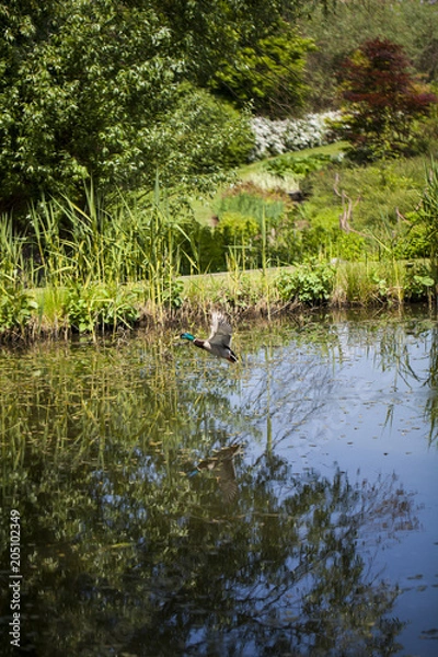 Obraz Aranżacja ogrodu 