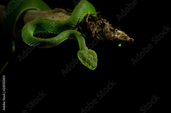 Obraz Green pit viper on black background