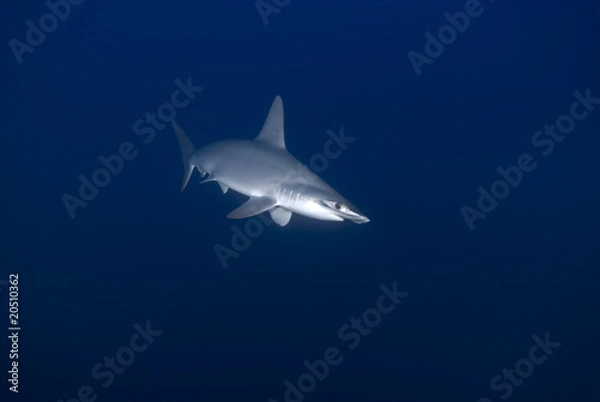 Fototapeta Scalloped hammerhead in deep water