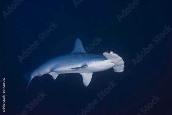 Obraz Scalloped hammerhead in deep water