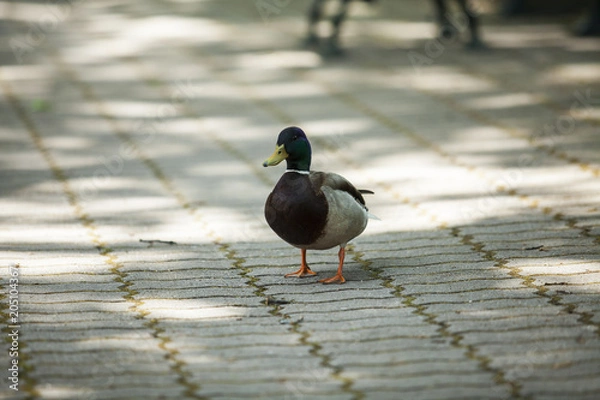 Obraz Aranżacja ogrodu 