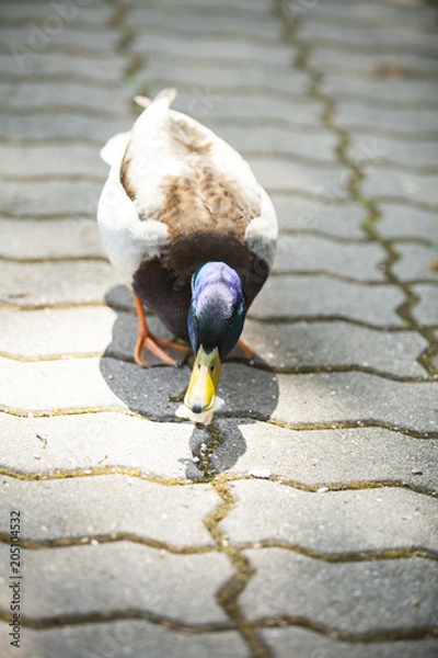 Obraz Aranżacja ogrodu