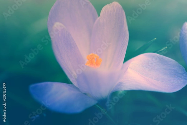 Obraz Krokus fioletowy kwiat makro widok