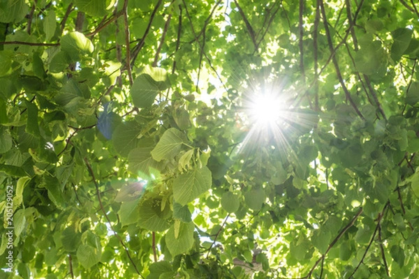 Obraz Lindenbaum von unten mit Sonnenstrahlen