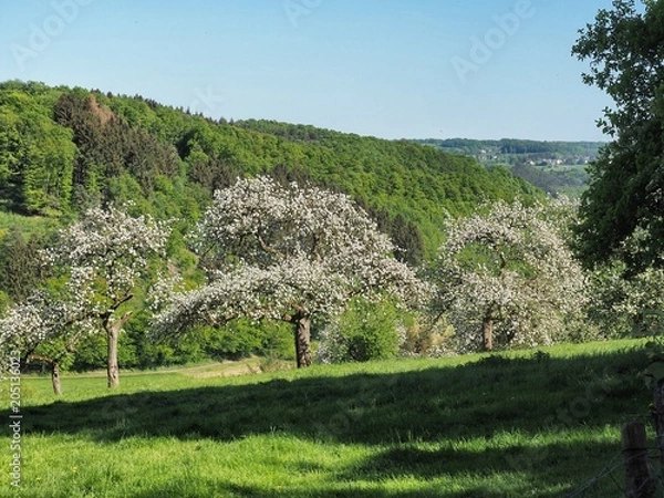 Obraz Apfelgarten im Westerwald