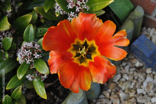 Fototapeta Orange Tulip