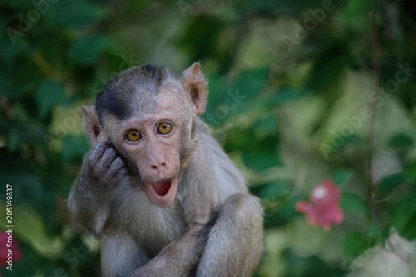 Fototapeta 可愛いサル
