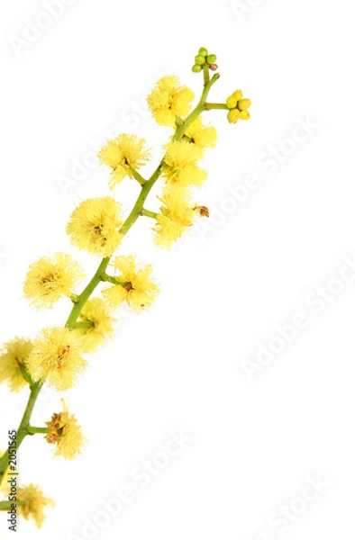 Fototapeta wattle - globular inflorescence closeup