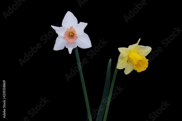 Fototapeta Yellow, White daffodils (narcissus) with peach colored cup on black background