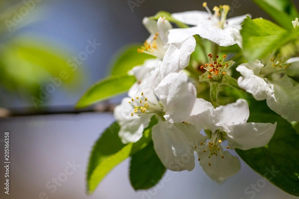 Fototapeta Flowers on a branch of an apple tree in spring