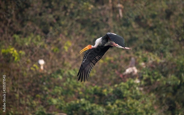 Obraz Painted Stork (Mycteria leucocephala)