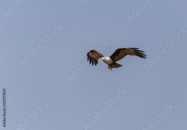 Obraz Brahminy Kite (Haliastur indus)