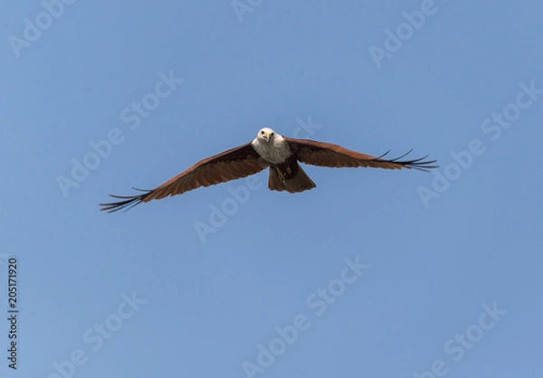 Obraz Brahminy Kite (Haliastur indus)