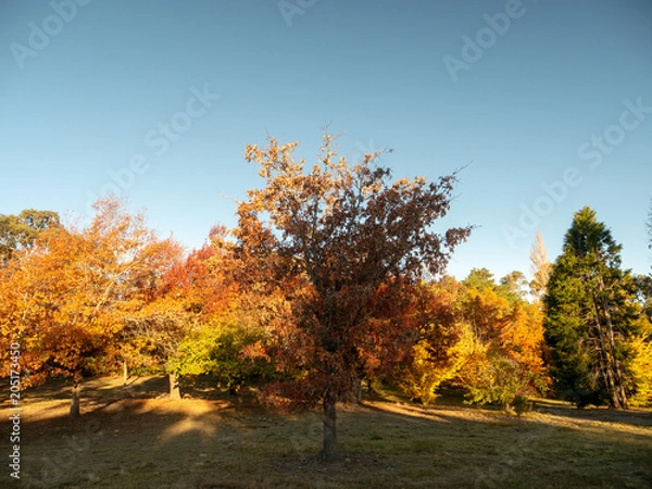 Obraz Autumn Maple Beautiful Landscape