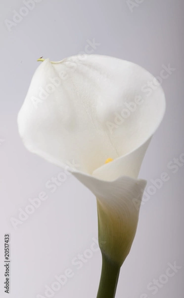 Fototapeta カラーの花