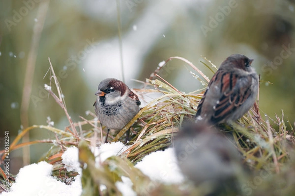 Fototapeta wintering birds, ducks, sparrows under the snow