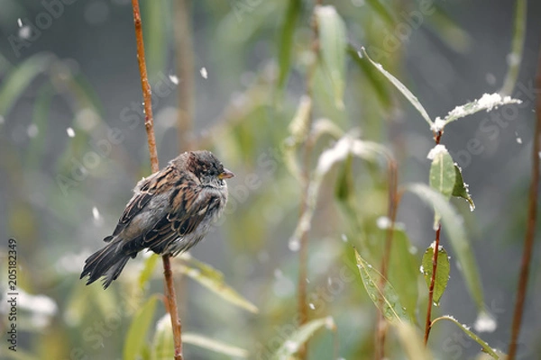 Fototapeta wintering birds, ducks, sparrows under the snow