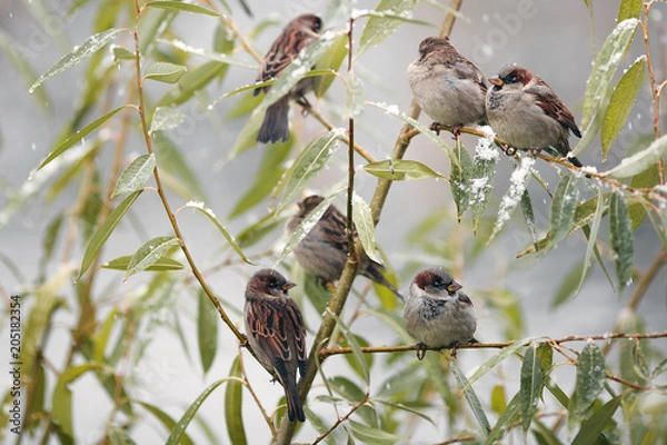 Fototapeta wintering birds, ducks, sparrows under the snow