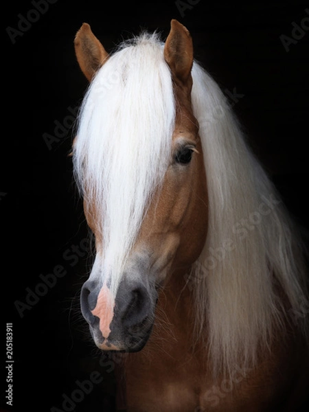 Obraz Stunning Haflinger Stallion
