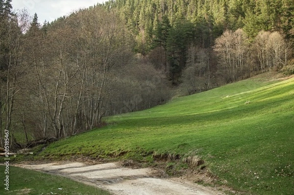 Obraz Spring landscape