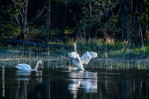 Obraz Dancing song swans