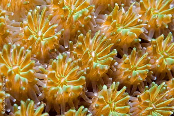 Fototapeta Colorful yellow and green polyps from a hard coral