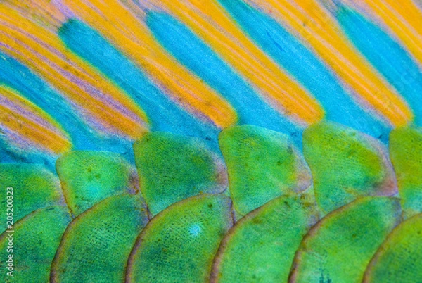 Fototapeta Close-up of the colorful scales from Bicolour Parrotfish