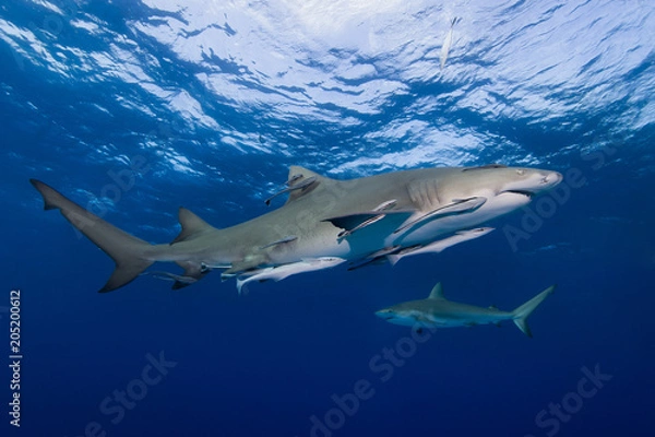 Fototapeta Lemon shark with suckerfish in blue water